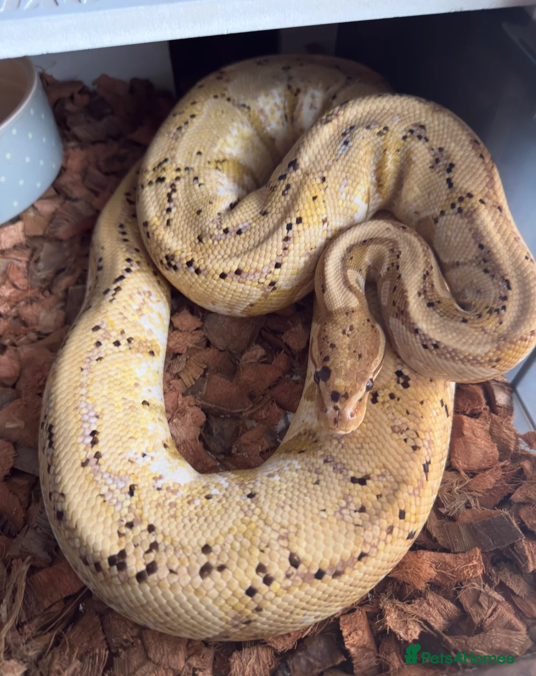 Python Snake reptiles for sale: Snake rack with ball pythons  in Gillingham - Advert 6