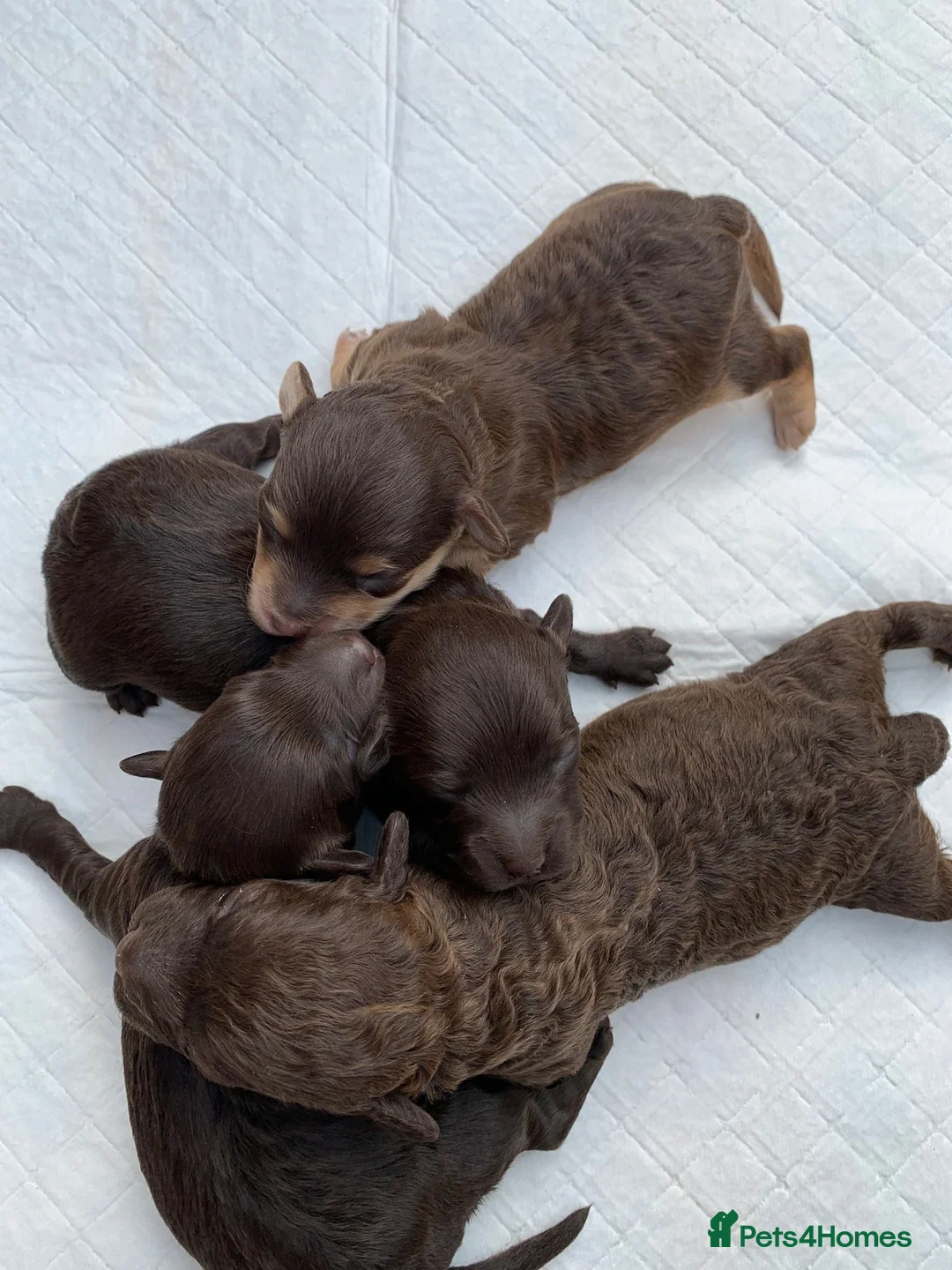 Toy Poodle dogs for stud: KC CHOCOLATE PHANTOM TOY POODLE in Willenhall - Advert 32