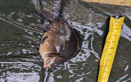 Cyprinids fish for sale: Pond fish for sale - Image 4