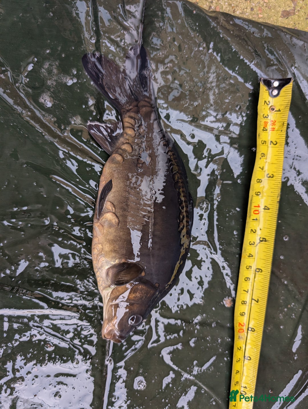 Cyprinids fish for sale: Pond fish for sale - Image 4