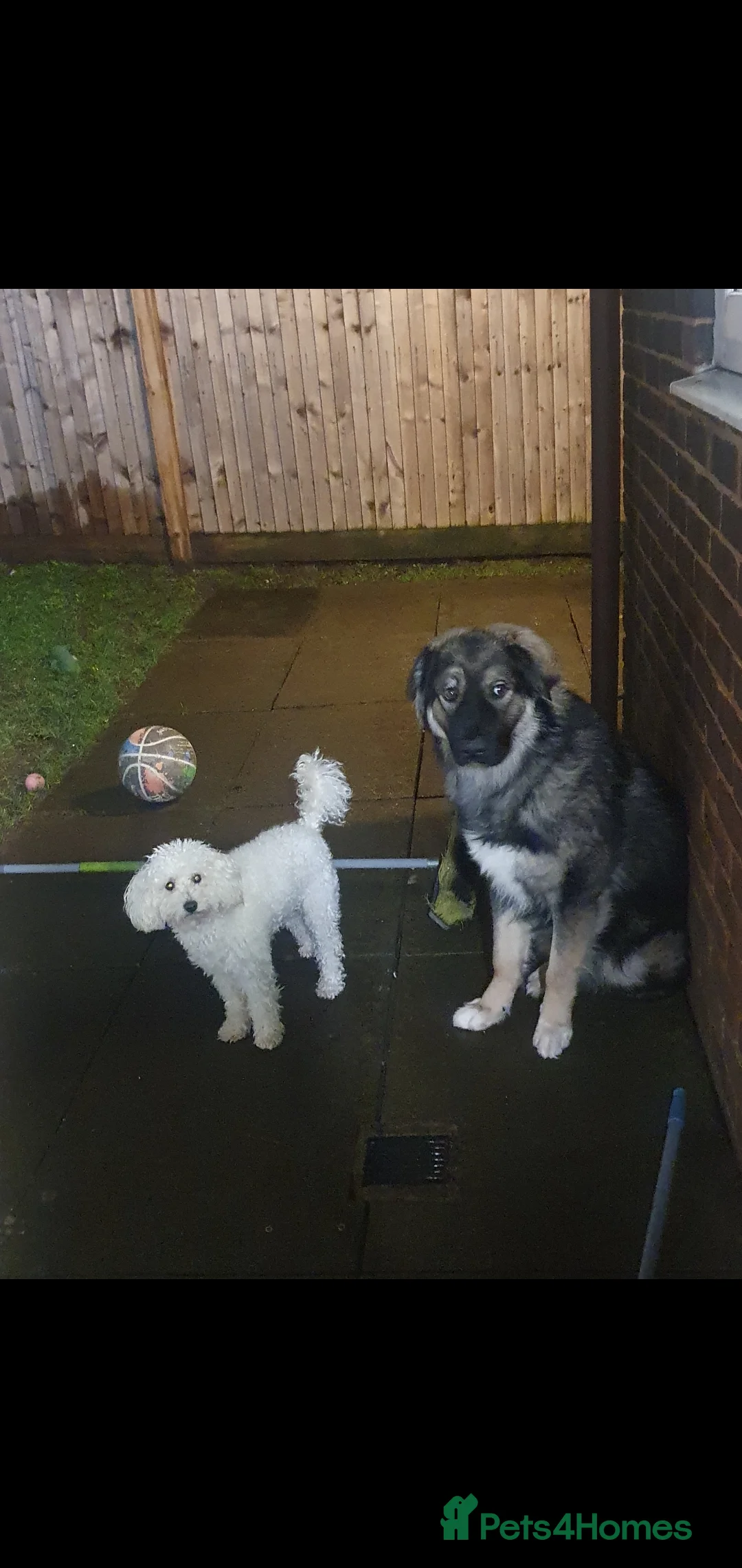 German Shepherd dogs for sale: German shepherd cross  in Aldershot - Advert 2