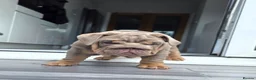 English Bulldog dogs for sale: Kc registered British bulldog puppies lilac & tan - Advert 10