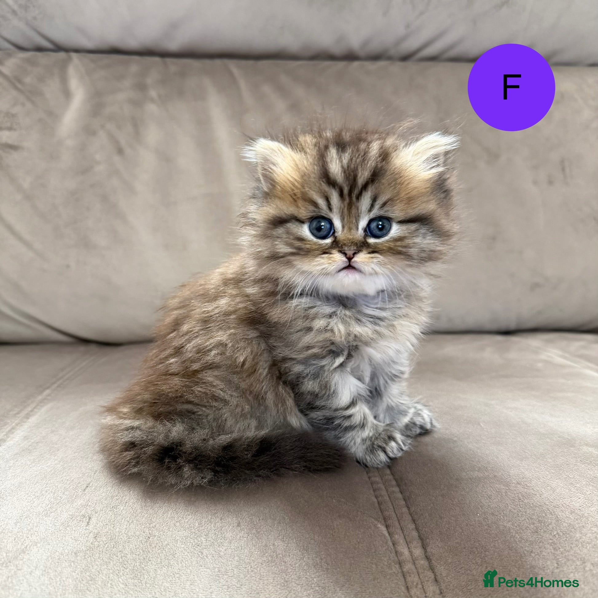 Persian cats Beautiful fluffy Persian kittens, PKD clear - Advert 2
