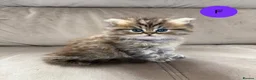 Persian cats for sale: Beautiful fluffy Persian kittens, PKD clear - Advert 1