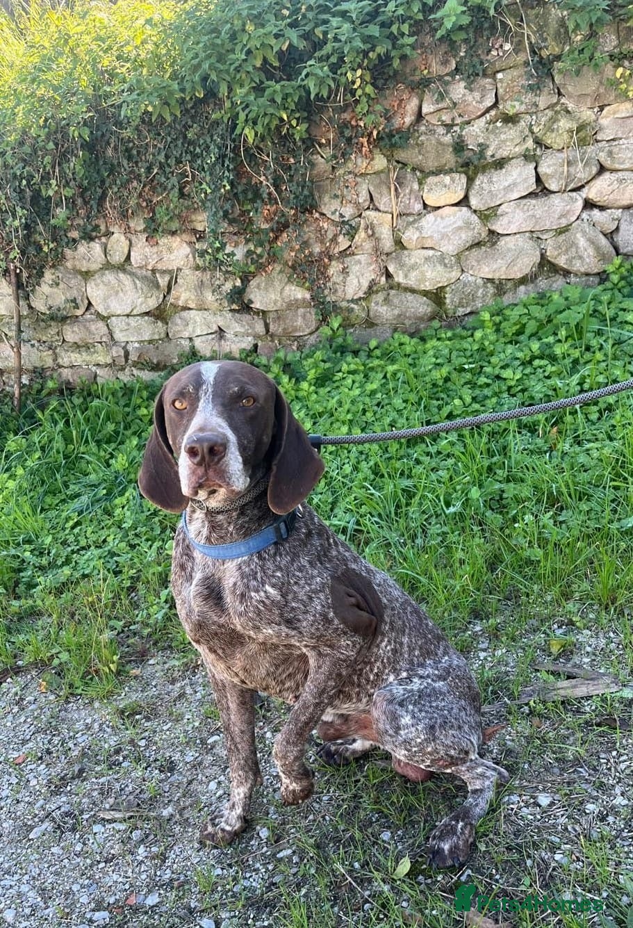 German Shorthaired Pointer dogs Yaco  - Advert 11