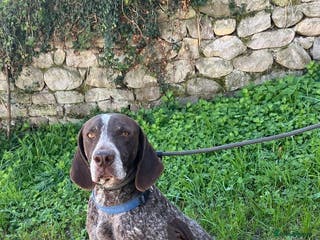 German Shorthaired Pointer dogs Yaco - Advert 12