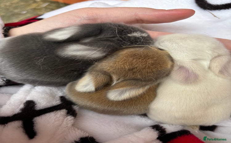 Rabbits for sale Pets4Homes