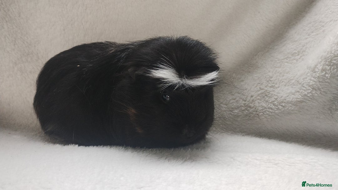 Guinea Pig rodents for sale: Mother and daughter guinea pig sows  - Advert 9