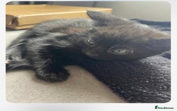 Mixed Breed cats for sale: Beautiful kittens, little panthers  - Image 4