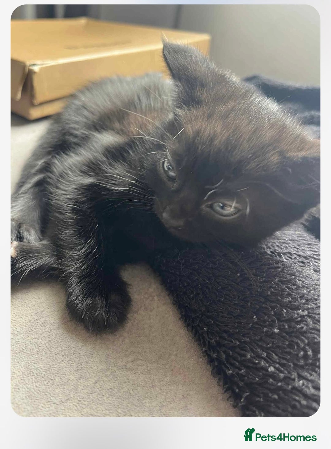 Mixed Breed cats for sale: Beautiful kittens, little panthers  - Image 4