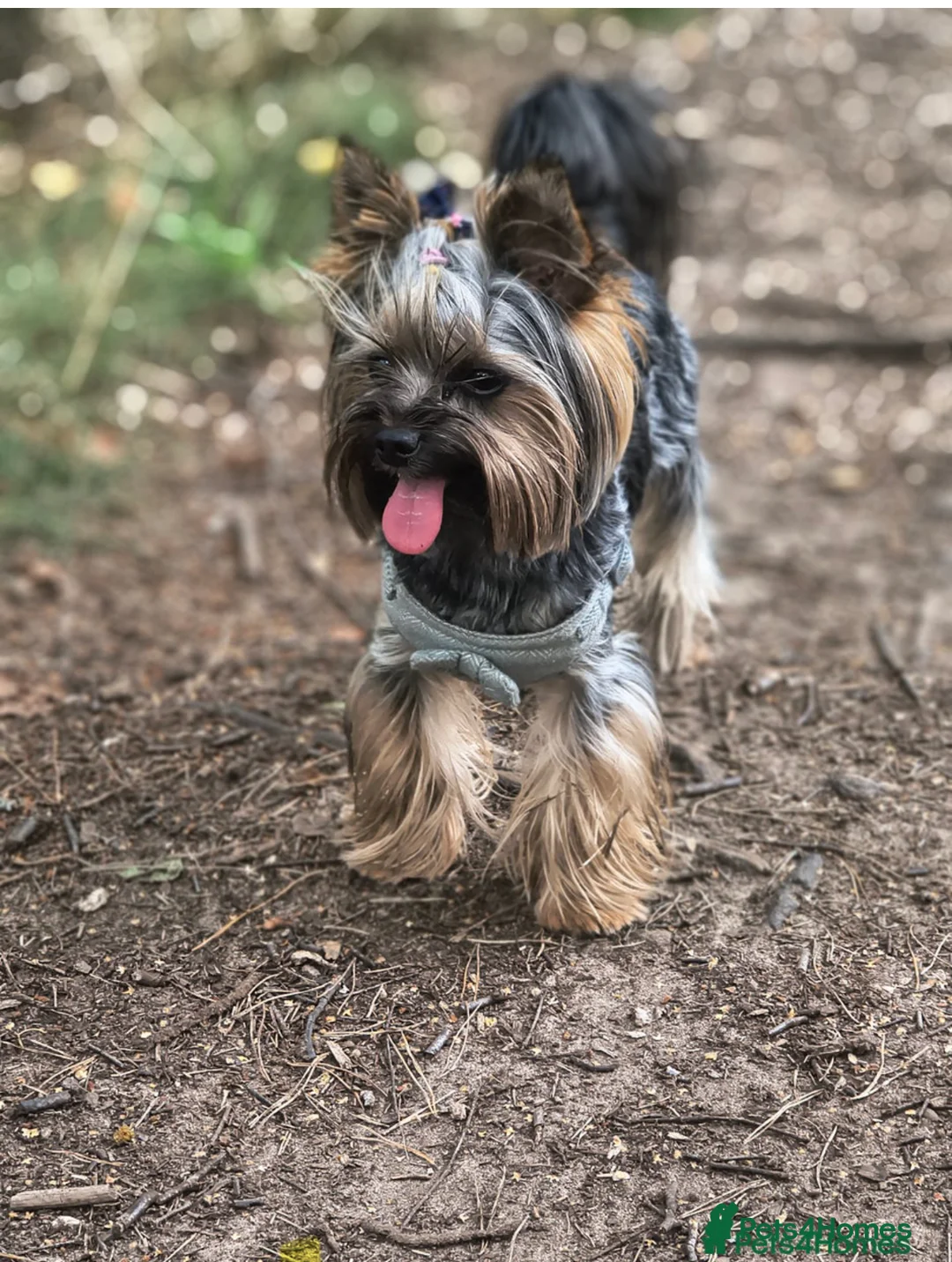 Chorkie dogs for sale: Gorgeous Chorkie girls  - Advert 4