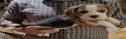 Beagle dogs for sale: Champion Bred Puppies (KC Reg) in Matlock - Advert 23