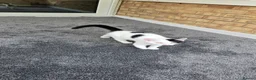 Mixed Breed cats for sale: Two kittens, 6 months, ready for a home. - Advert 9