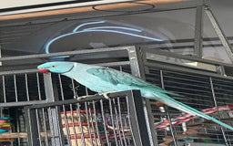 Ringnecks birds for sale: Indian ring neck 2.5 years old male  - Image 1