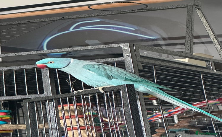 Ringnecks birds - Advert 2