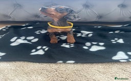 Miniature Dachshund dogs for sale: Miniature dapple dachshund  - Image 1