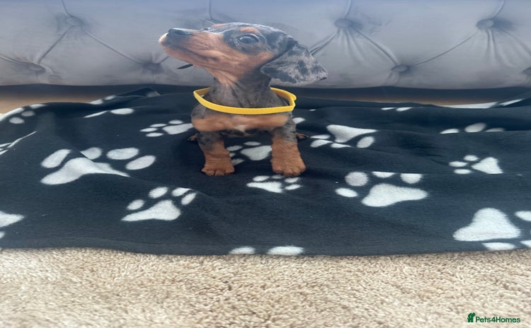 Miniature Dachshund dogs - Advert 1
