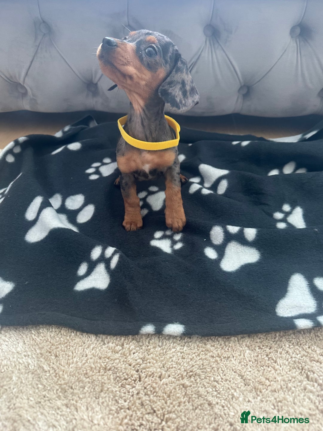 Miniature Dachshund dogs for sale: Miniature dapple dachshund  - Image 1