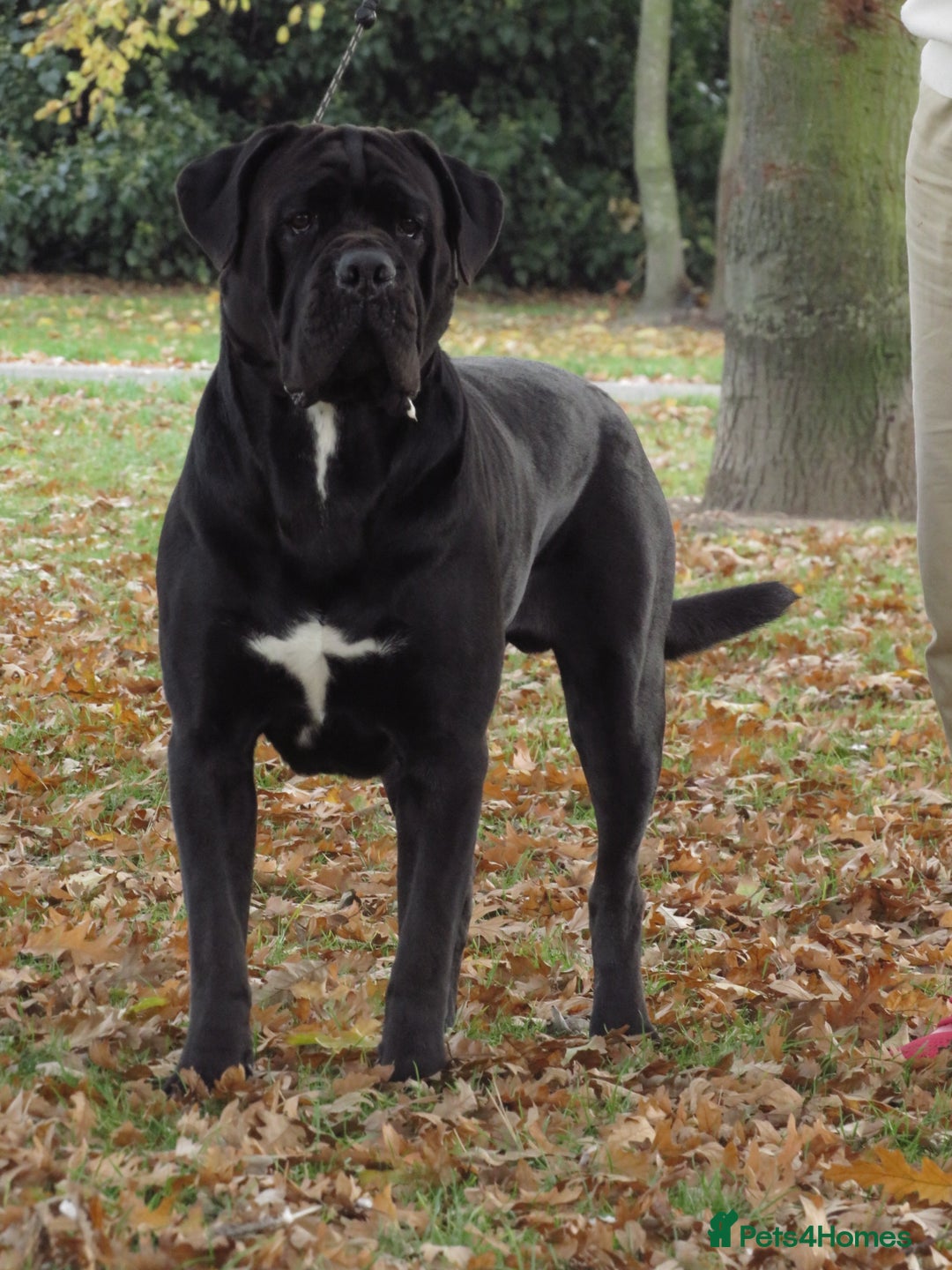 Cane Corso dogs for sale: Health tested cane corso pups for sale  - Advert 5