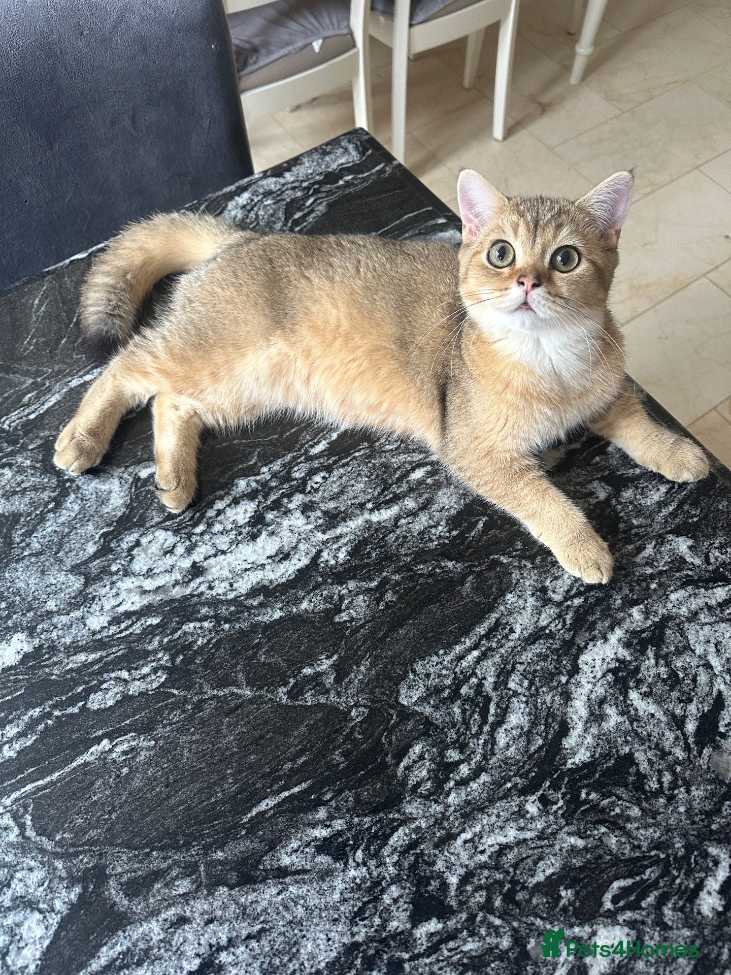British Shorthair cats BSH Golden shaded kittens, pure breed! Ready now - Advert 1