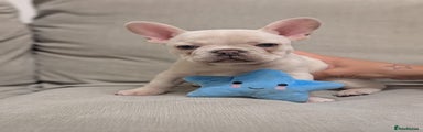 French Bulldog Puppy 1