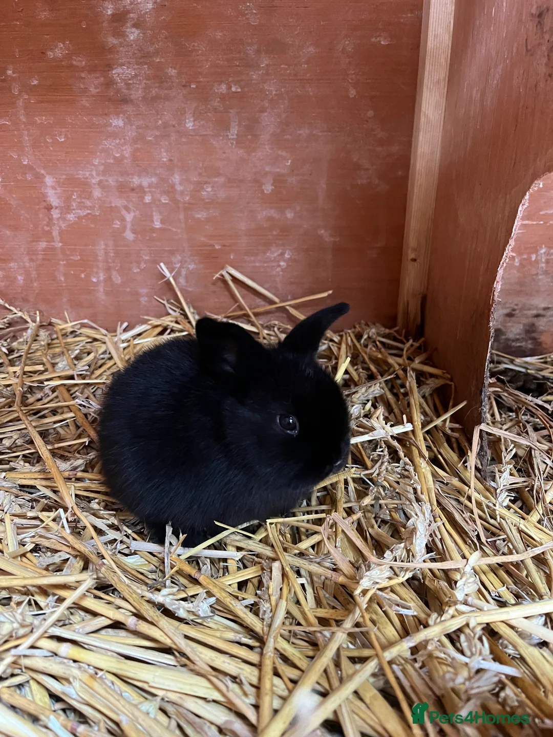 Mini Lop rabbits for sale: Beautiful Mini Lop kits  - Advert 5