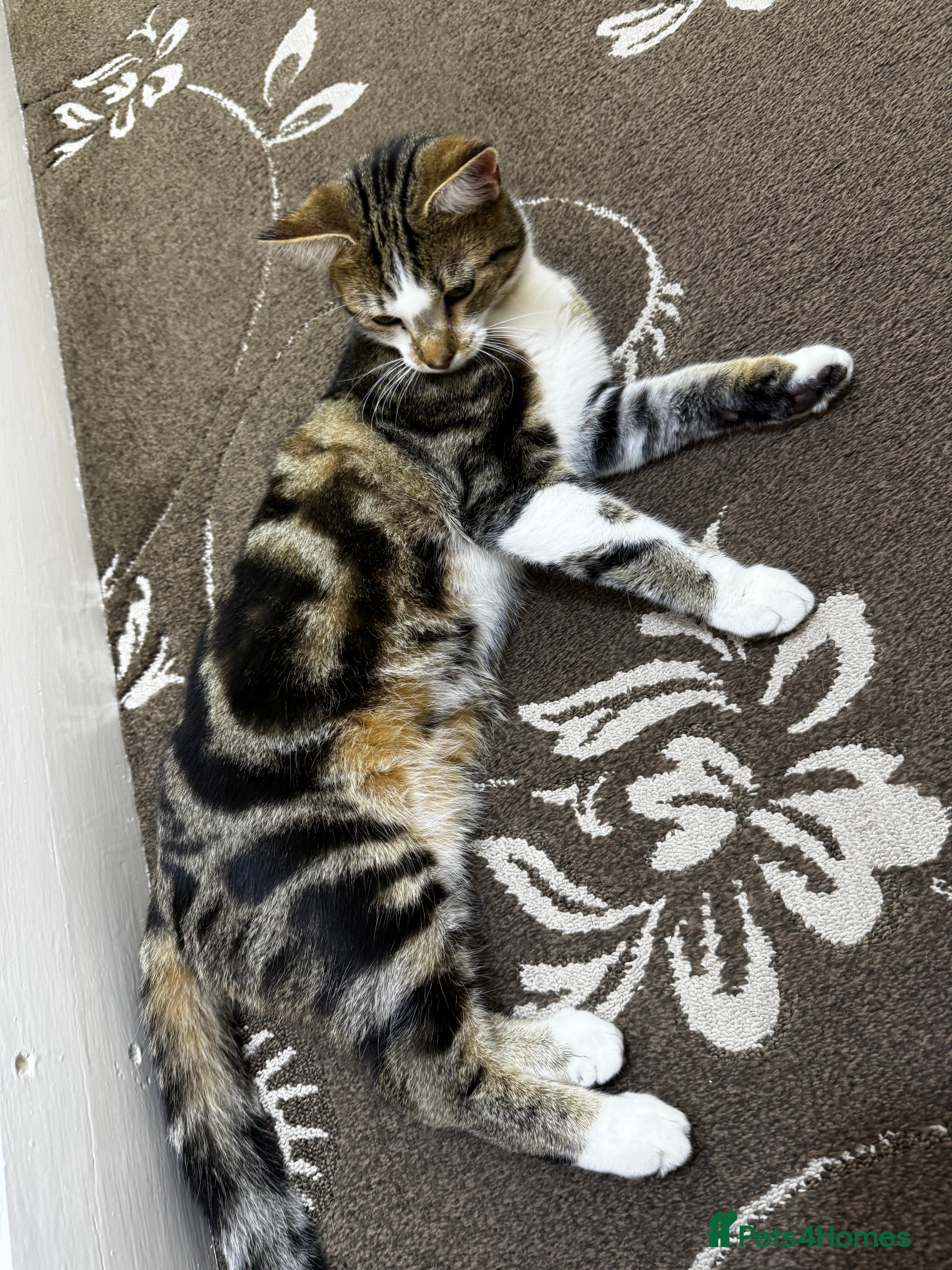 British Shorthair cats 3 MALE KITTENS FOR SALE  - Advert 1