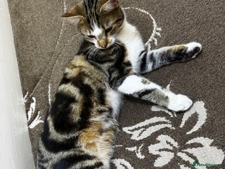 British Shorthair cats 3 MALE KITTENS FOR SALE - Advert 8