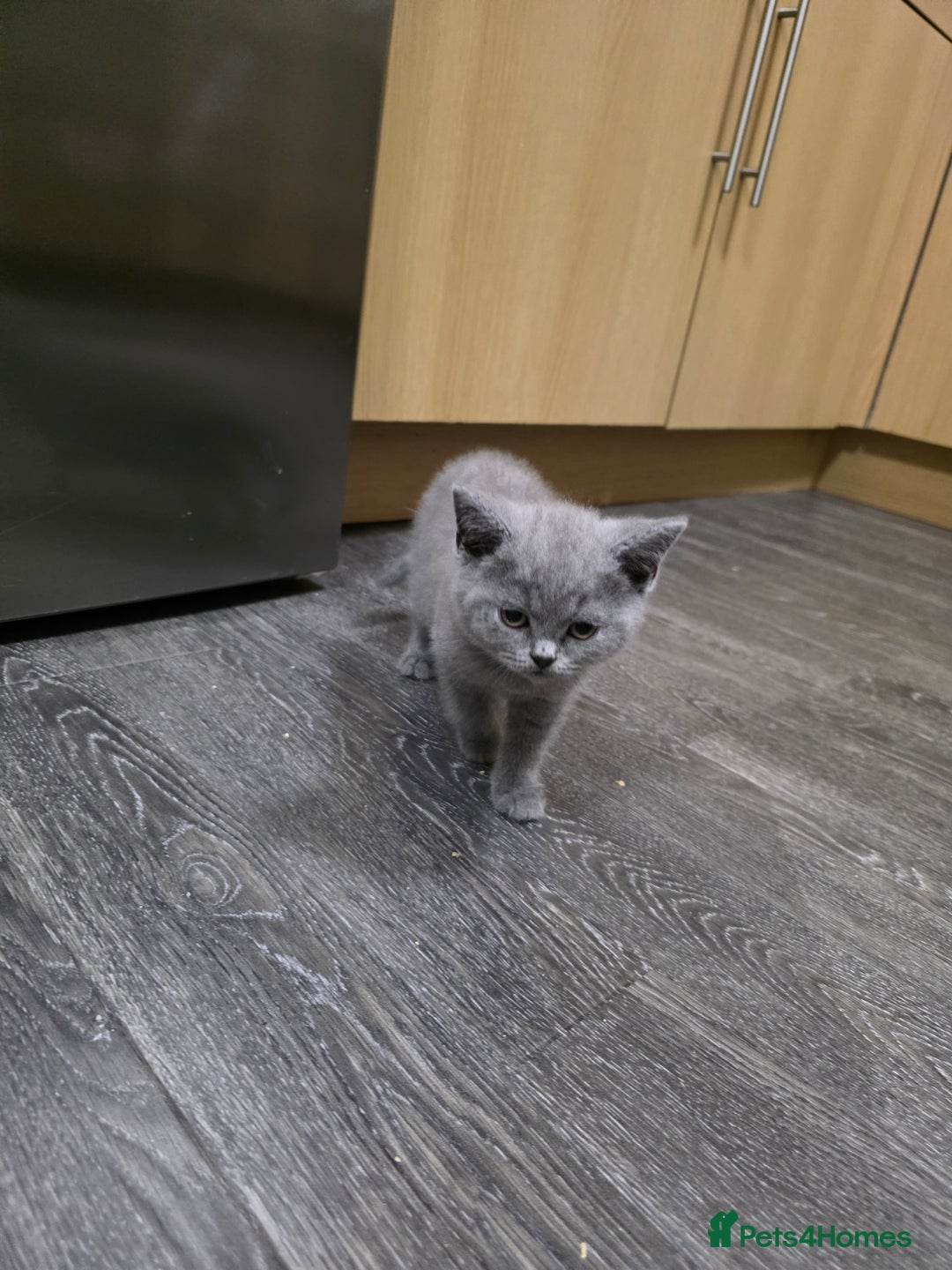 British Shorthair cats for sale: Beautiful British shorthair kittens - Image 37