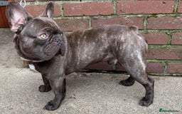 French Bulldog dogs for stud: Stud available  - Image 3