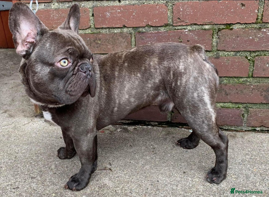 French Bulldog dogs for stud: Stud available  - Image 3