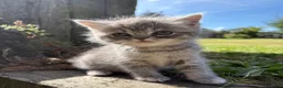 Ragdoll cats for sale: Ragdoll / exotic  - Advert 13