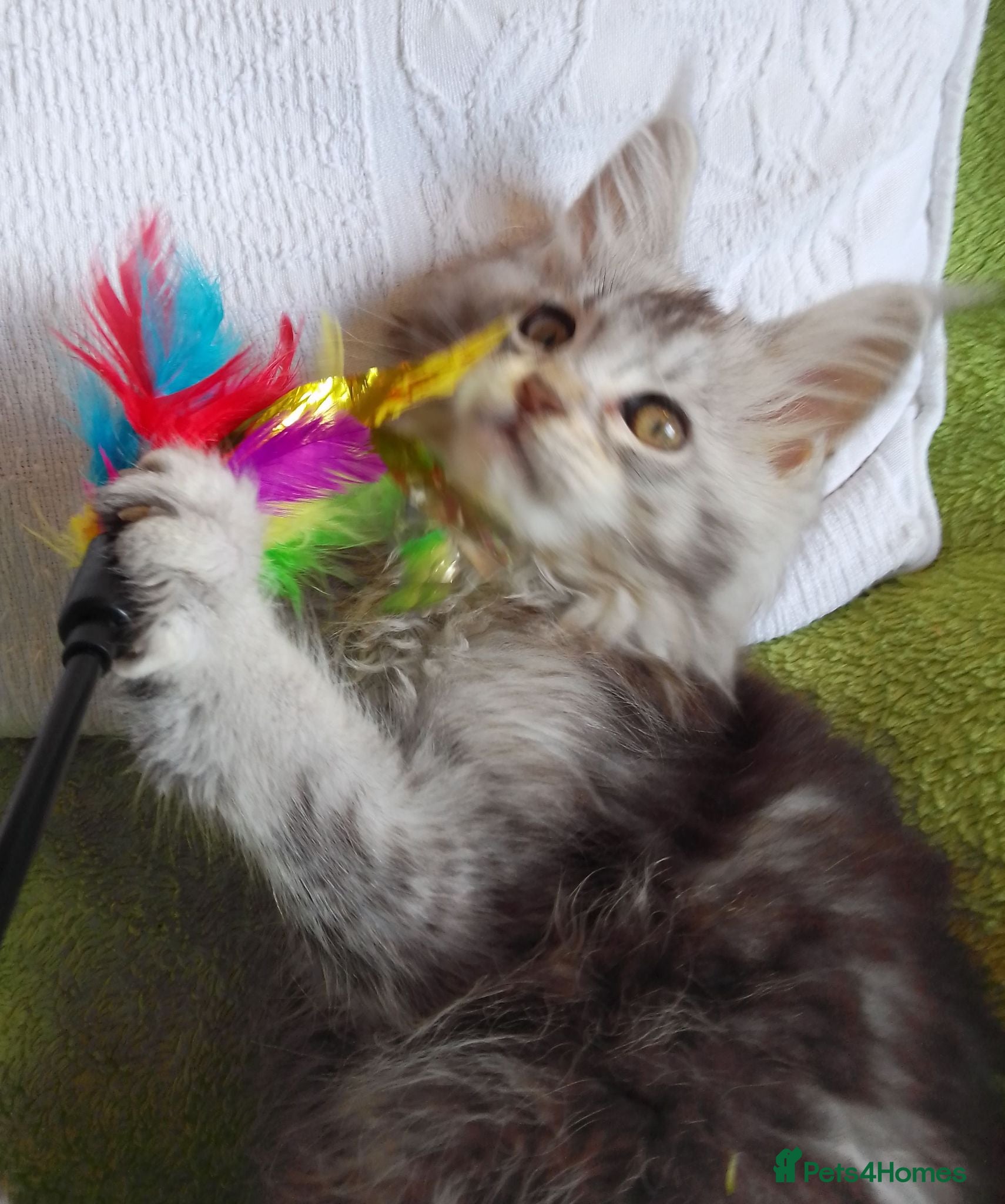 Maine Coon cats HCM/PKDef/SMA clear TICA silvers poly/non poly  - Advert 14