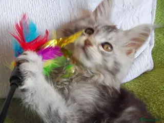 Maine Coon cats HCM/PKDef/SMA clear TICA silvers poly/non poly - Advert 14