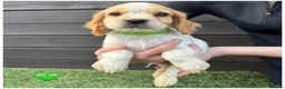 Cocker Spaniel dogs for sale: Pure Breed Cocker Spaniel Puppies For Sale - Advert 9