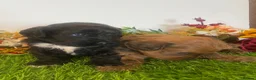 Cavapoo dogs for sale: F1 toy cavapoo puppies  - Advert 7
