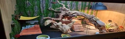 Bearded Dragon reptiles for sale: Blue Bar Lemon Hypo Bearded Dragon - Advert 14
