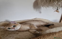 British Shorthair cats for sale: PEDIGREE BRITISH SHORT HAIR READY NOW !!! - Image 1
