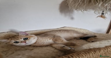British Shorthair cats - Advert 4