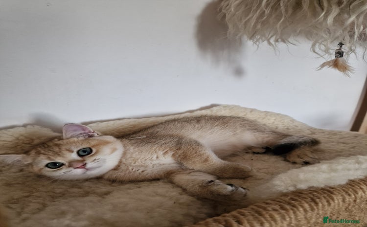 British Shorthair cats - Advert 11