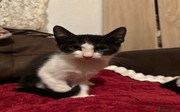 Mixed Breed cats for sale: Kittens for sale - Image 6