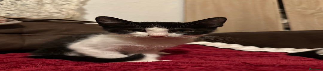 Mixed Breed Kitten 3