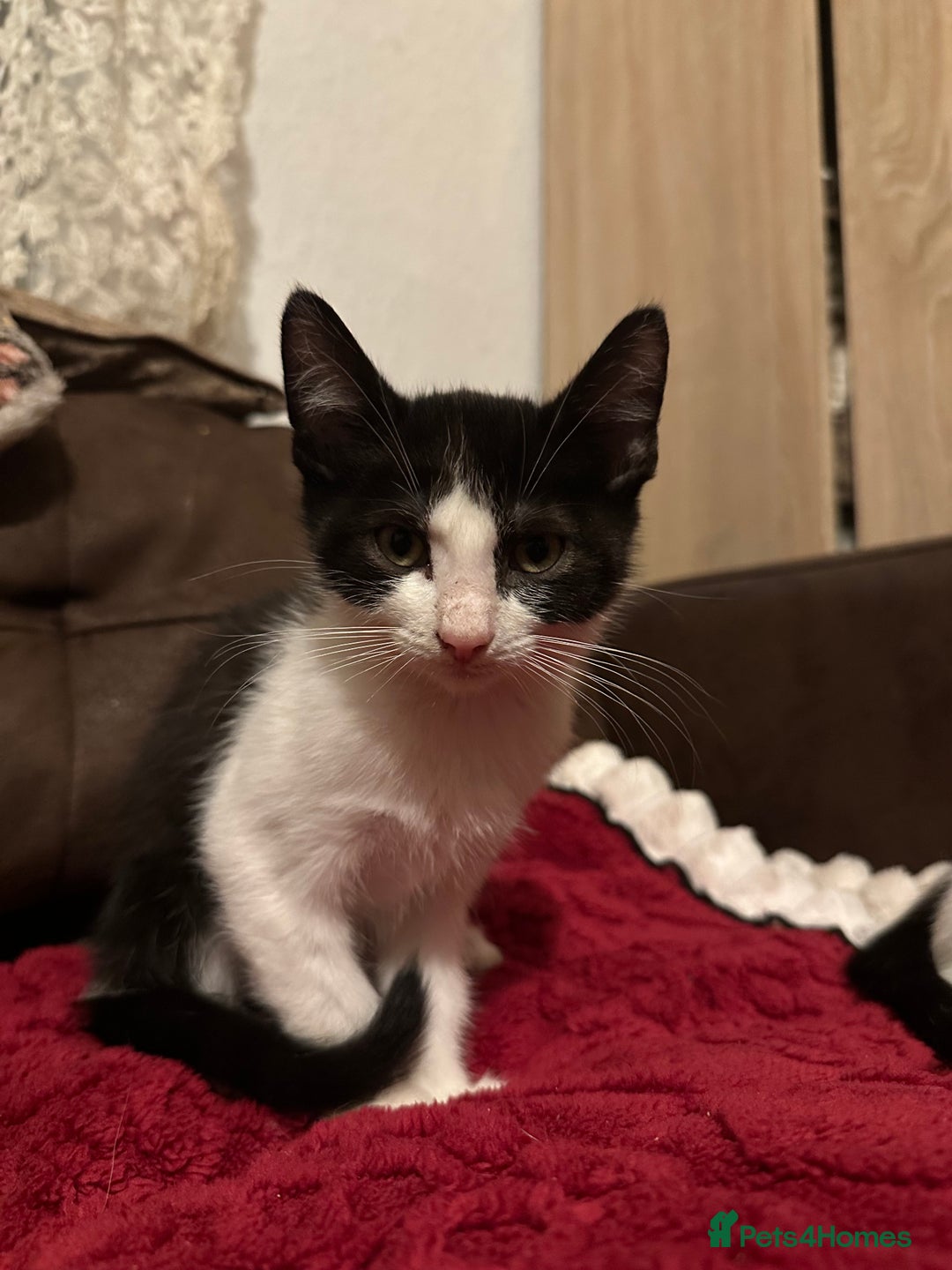 Mixed Breed cats for sale: Kittens for sale - Image 6