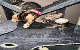 Bengal cats for sale: Snow Lynx, Marble & Brown Rosette Bengals - Image 11