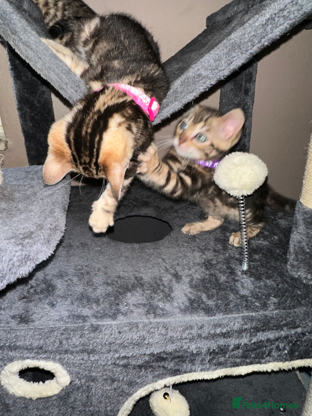 Bengal cats for sale: Snow Lynx, Marble & Brown Rosette Bengals - Image 11