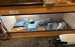 Leopard Gecko reptiles for sale: Female leopard gecko  - Image 2