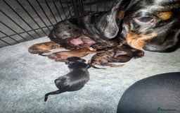 Miniature Dachshund dogs for sale: Miniature daschund Ready now - Image 20