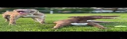 Lurcher dogs for sale: Bull grey kelpie collie saluki whippet  - Advert 6