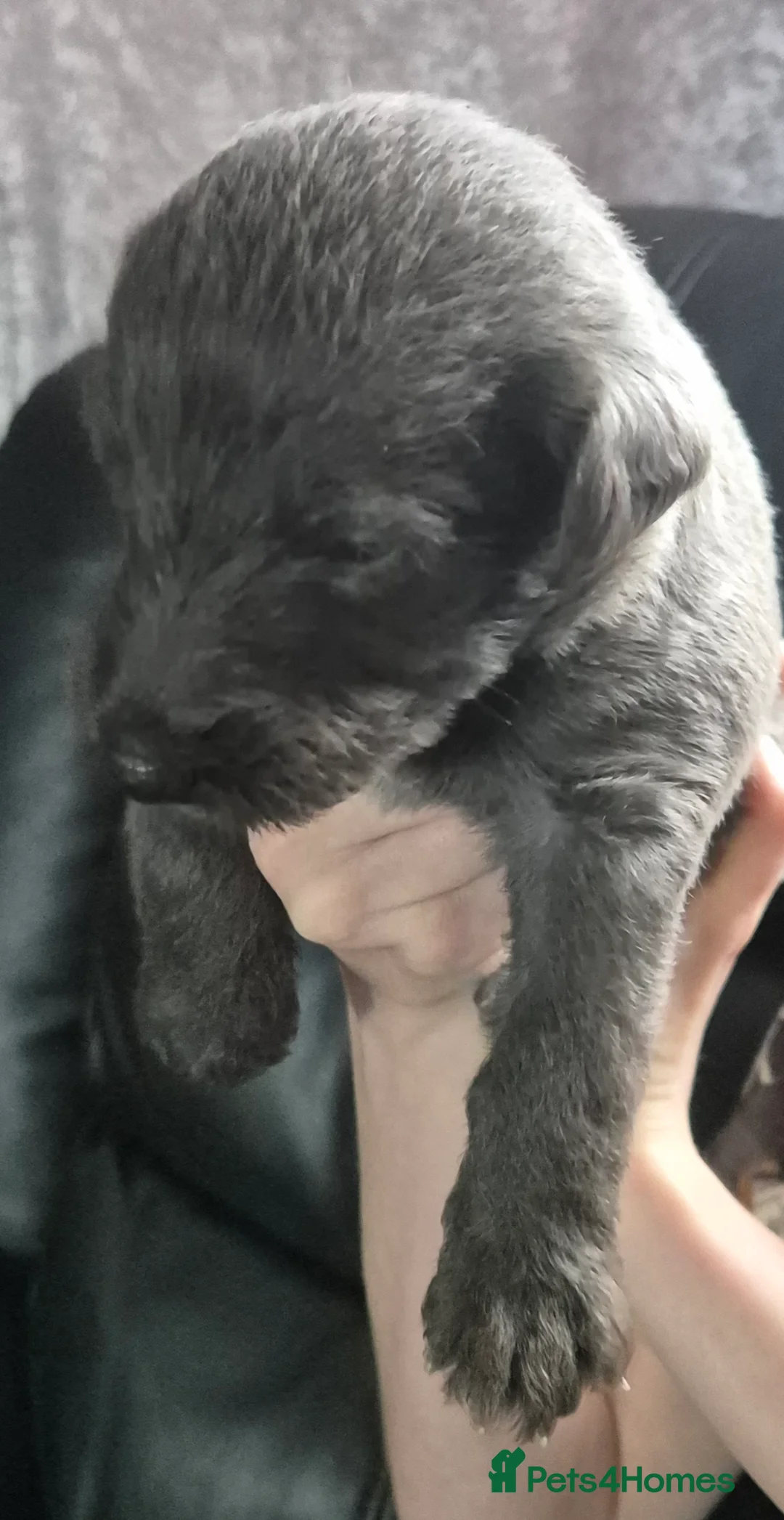 Bedlington Terrier dogs for sale: Stunning Beddlington x Whippet boys - Advert 6
