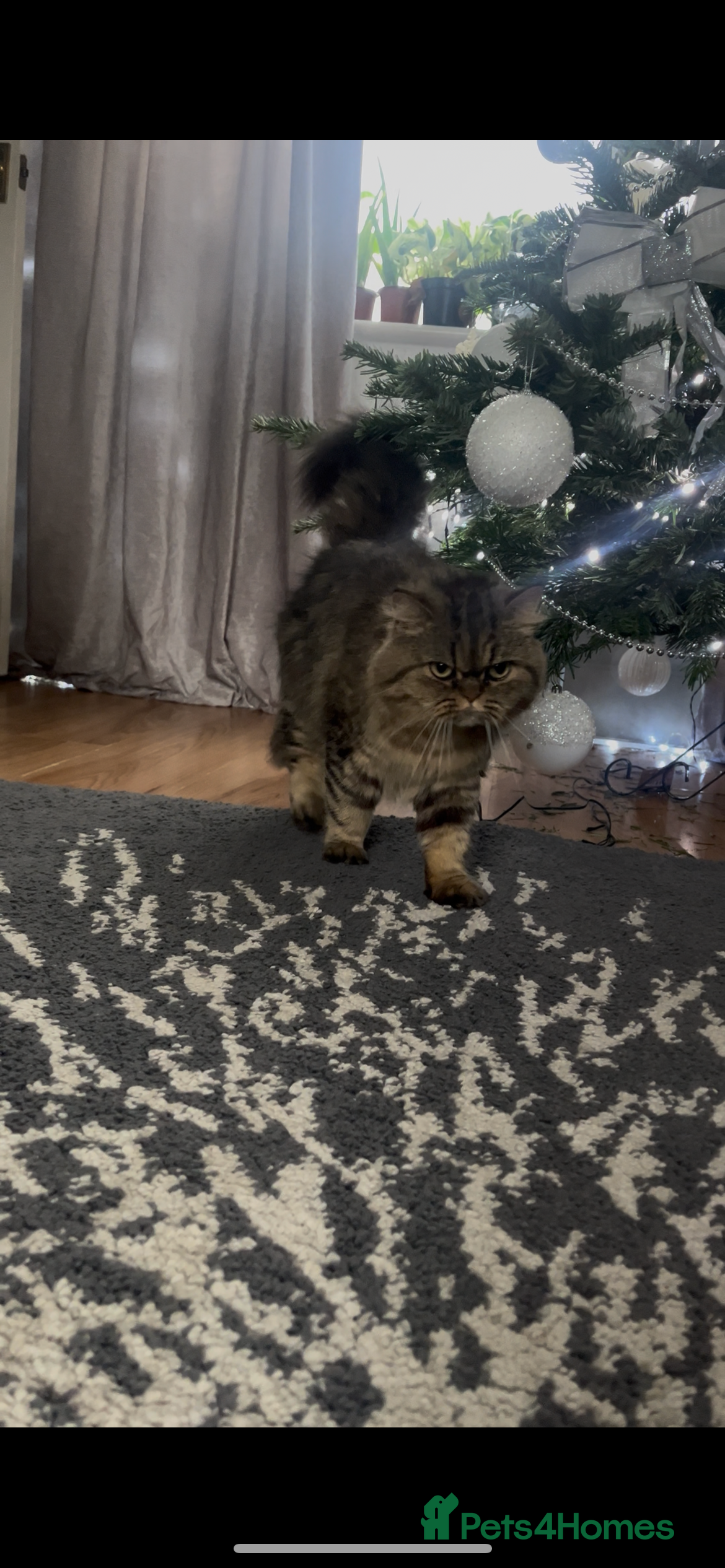 Persian cats Persian cat for rehome  - Advert 1